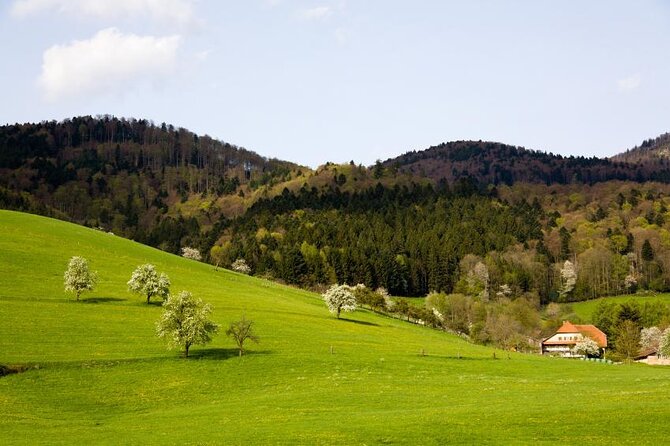 15 Best Tours In Freiburg
