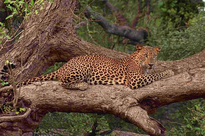 Private Full Day Leopard Safari With Picnic Lunch at Yala National Park
