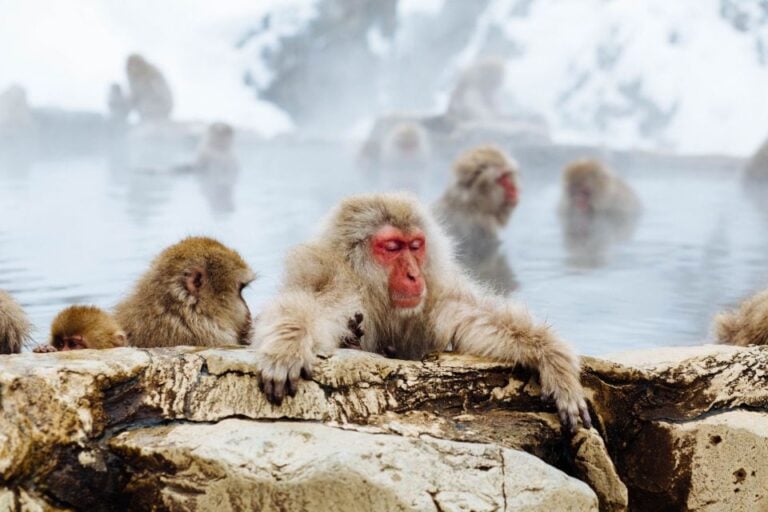 Private Roundtrip Transport: To/From Snow Monkey Park