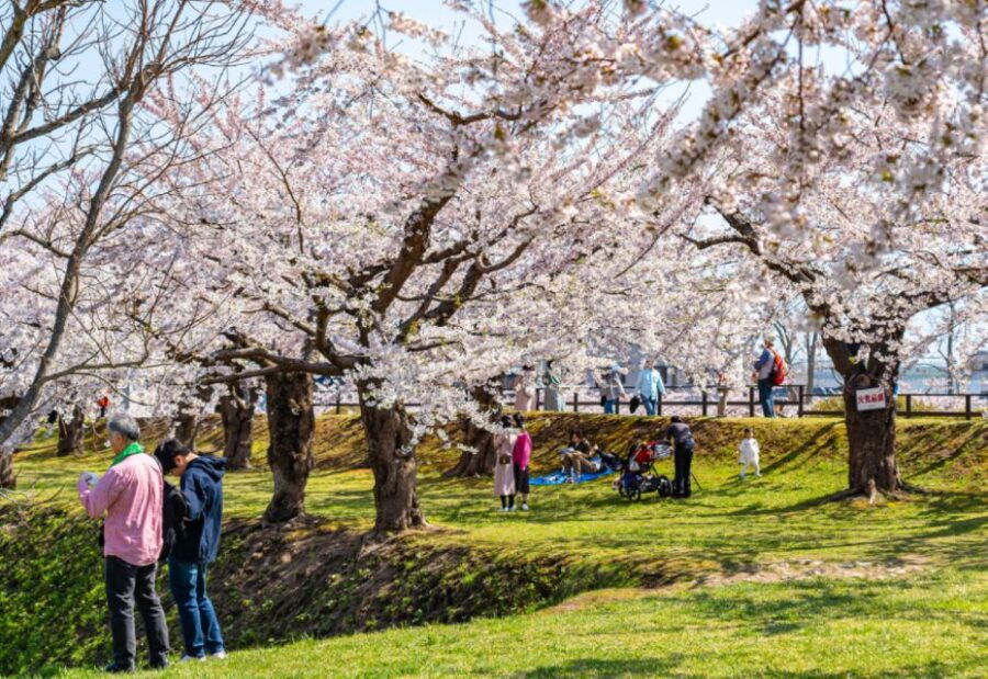 Private & Unique Nagasaki Cherry Blossom "Sakura" Experience - Good To Know