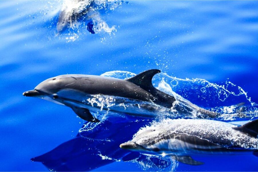 Puerto Del Carmen: Dolphin-Watching Speedboat Tour With Swim - Good To Know