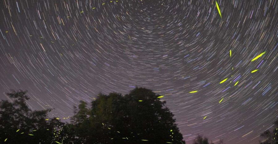 Puerto Princesa: Firefly Watching Bay Cruise With Dinner - Good To Know