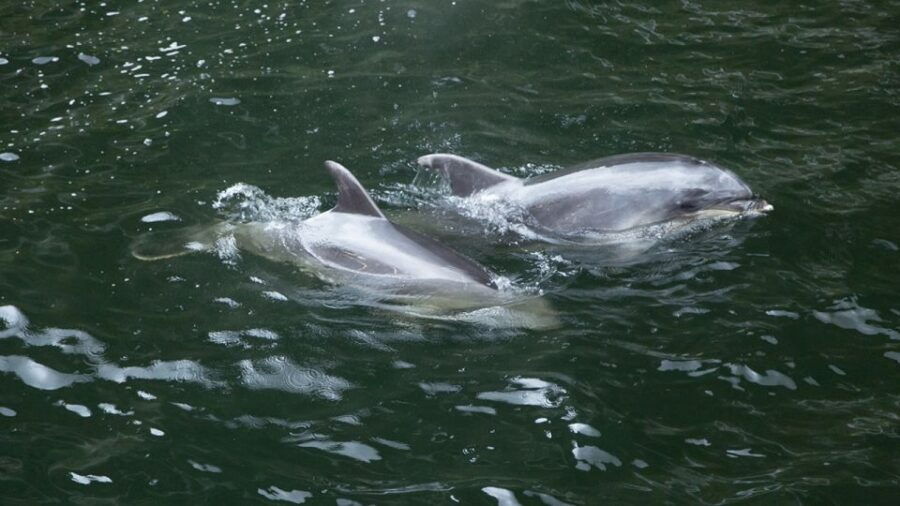 Queenstown: Small-Group Tour to Milford Sound With Cruise - Good To Know