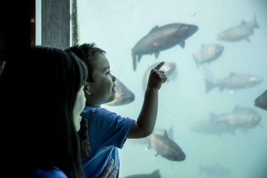 Queenstown: Time Tripper Underwater Experience