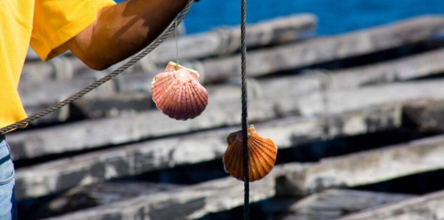 Ría De Arousa: Boat Ride to Mussel Farm With Tasting - Good To Know