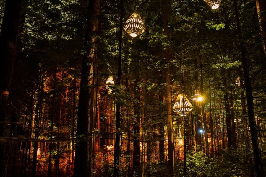 Rotorua: Redwoods Altitude & Day/Night Treewalk Combo - Good To Know