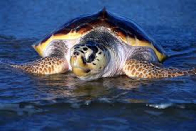 Sal Island: Sea Turtles Experience From Santa Maria