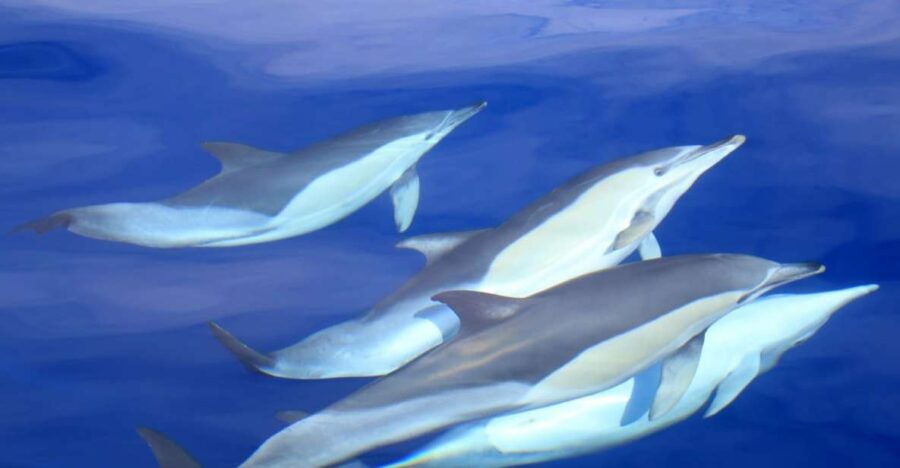 São Miguel: Wild Swimming With Dolphins - Good To Know