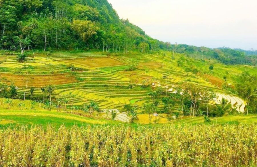 Selogriyo Temple Tour and Trek Through Javas Rice Terraces - Tour Experience