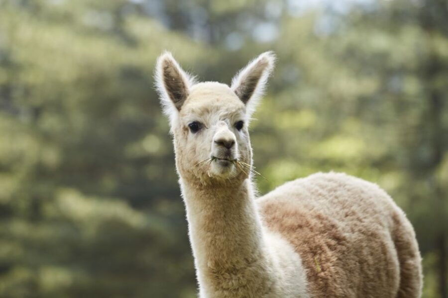 Seoul: Alpaca World & Nami Island (Optional Korean Garden)