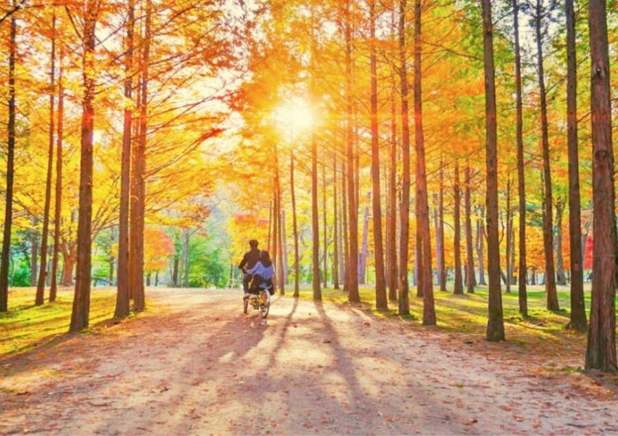 Seoul: Nami and Petite France Tour With Optional Railbike