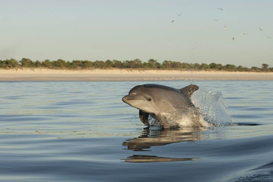 Setubal & Tróia: Sado Estuary Dolphin Watching Boat Trip - Good To Know