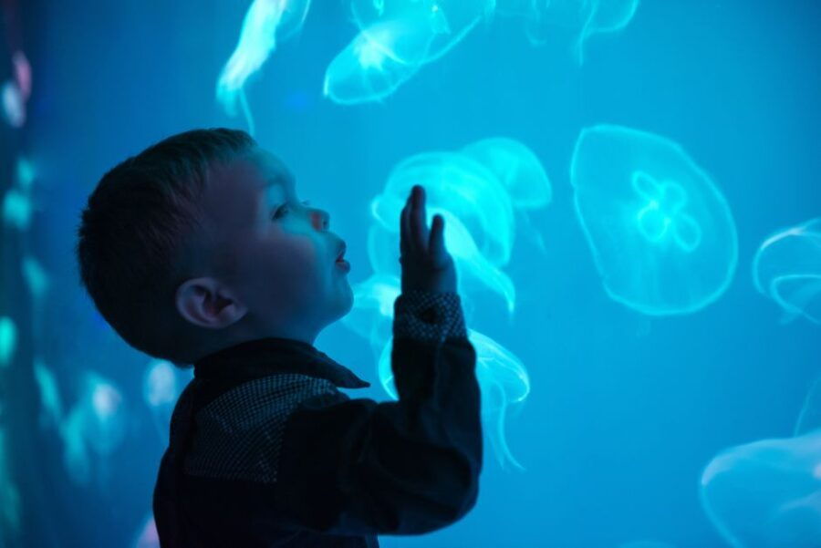 Seville Aquarium Admission Ticket - Good To Know