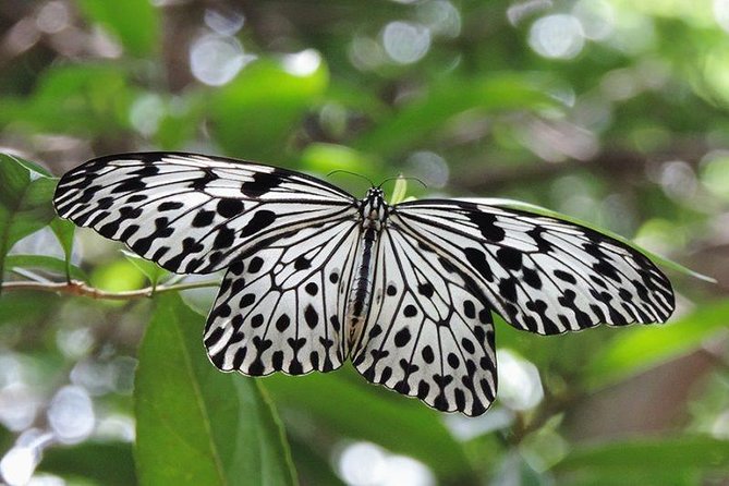 Sinharaja Rain Forest Tours (Full Day) - Good To Know