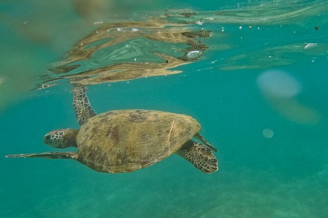 Snorkeling Turtles in Mirissa