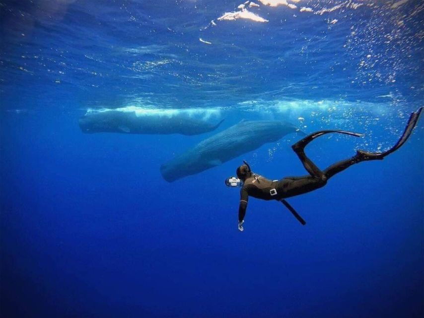 Snorkeling With Whales in Mirissa - Good To Know