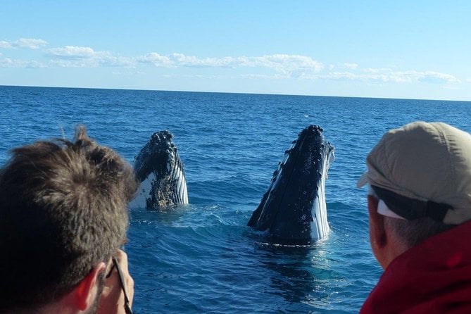 Spirit of Hervey Bay Whale Watching Cruise