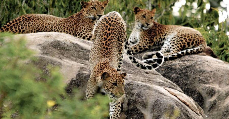 Sri Lanka: Yala National Park Private Safari - Good To Know