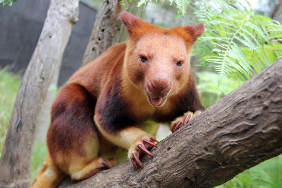 Sydney: Taronga Zoo Tickets