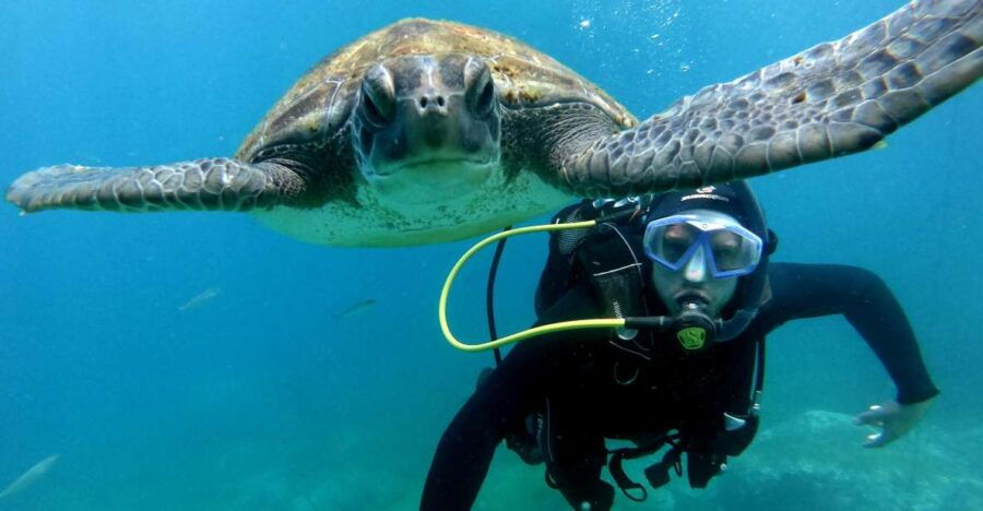 Tenerife: Beginners Scuba Dive in Puerto Colon Turtle Area - Good To Know
