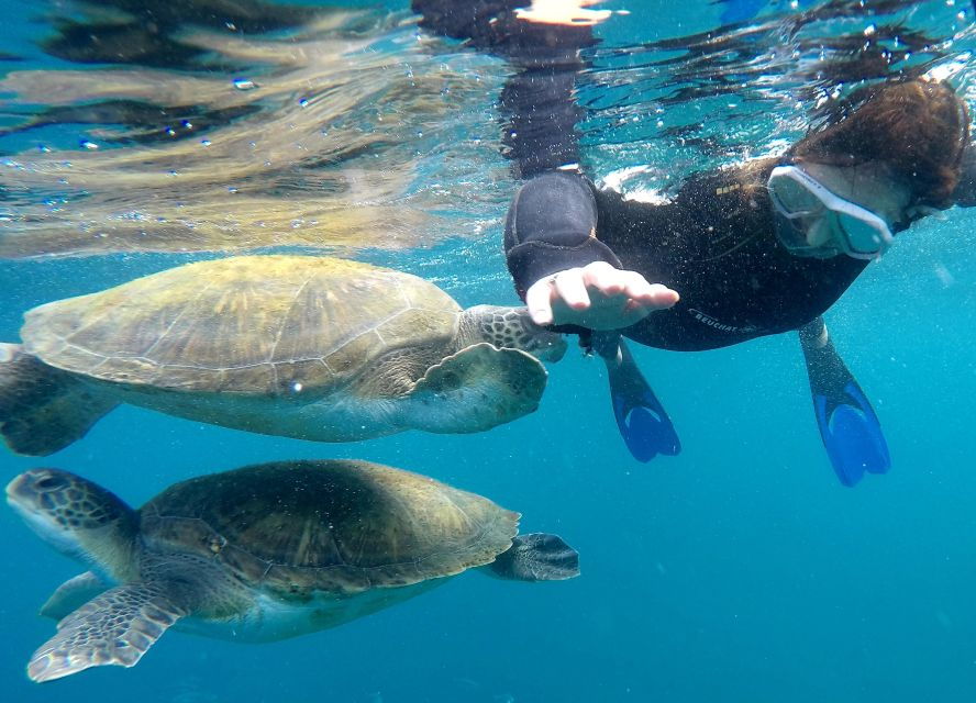 Tenerife: Snorkeling Trip in a Turtle Habitat - Good To Know