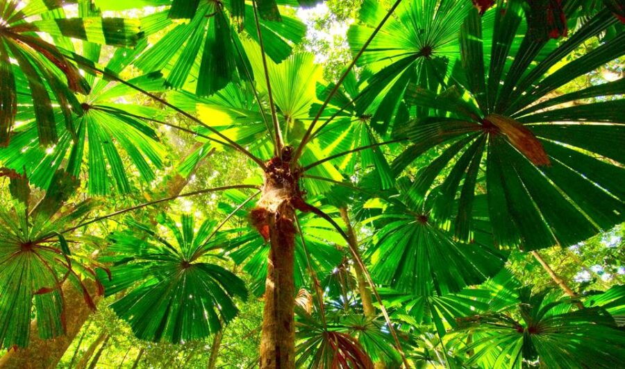 The BEST Daintree, Australia Tours - FREE Cancellation - Good To Know