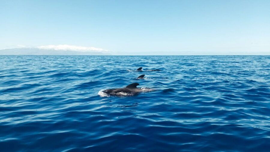 The Giants: Whales and Dolphin Watching Cruise With Lunch - Good To Know