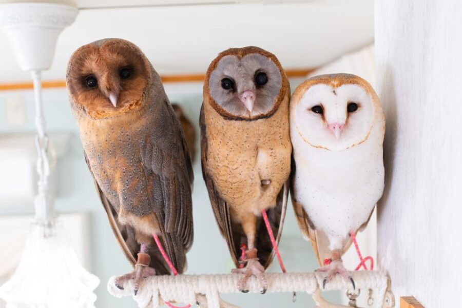Tokyo: Meet Owls at the Owl Café in Akihabara - Good To Know
