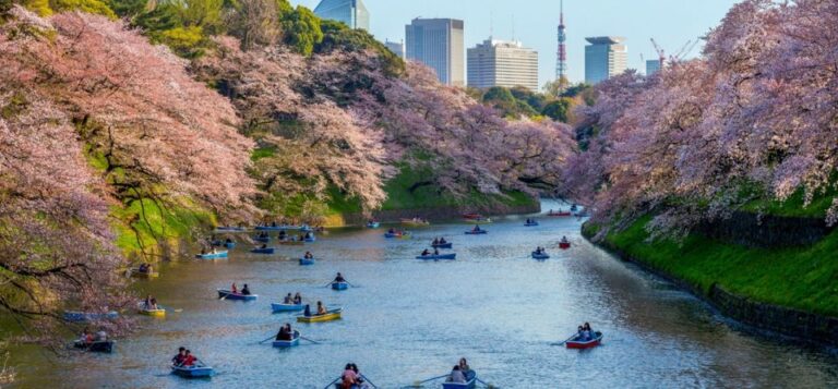 Tokyo: Private Cherry Blossom Experience