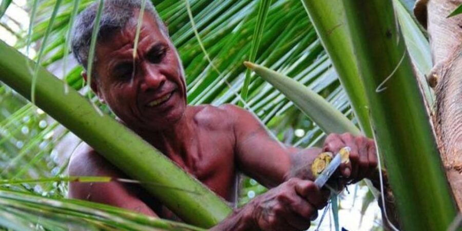 Two-Wheeled Toddy Hunting Adventure in Bentota.