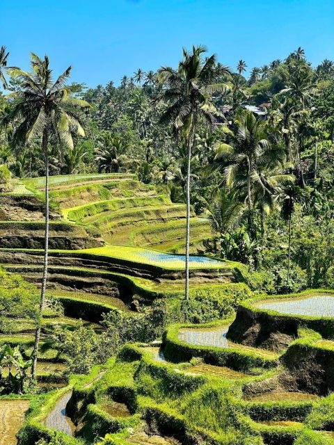 Ubud Monkey Forest, Rice Terrace & Waterfalls Tour - Good To Know