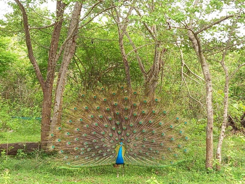 Udawalawe Wild Safari Tours 10 Hours Safari