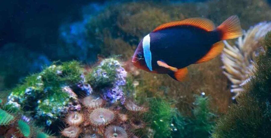 Underwater World Langkawi - Good To Know