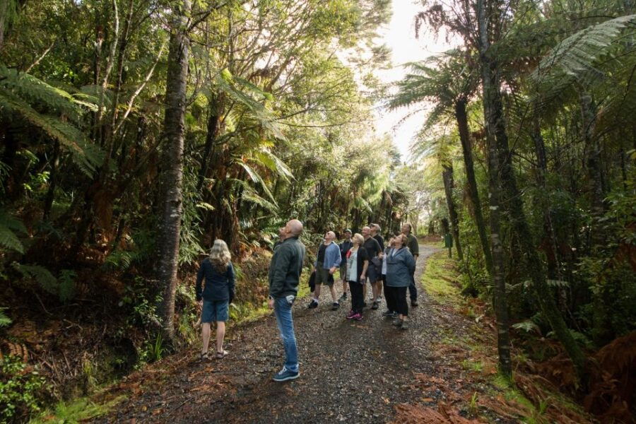 Waitakere Ranges Wilderness Experience Tour From Auckland - Good To Know