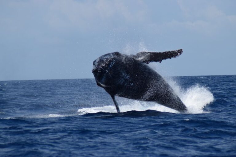 Whale Watching Cruise From Busselton, Augusta or Dunsborough