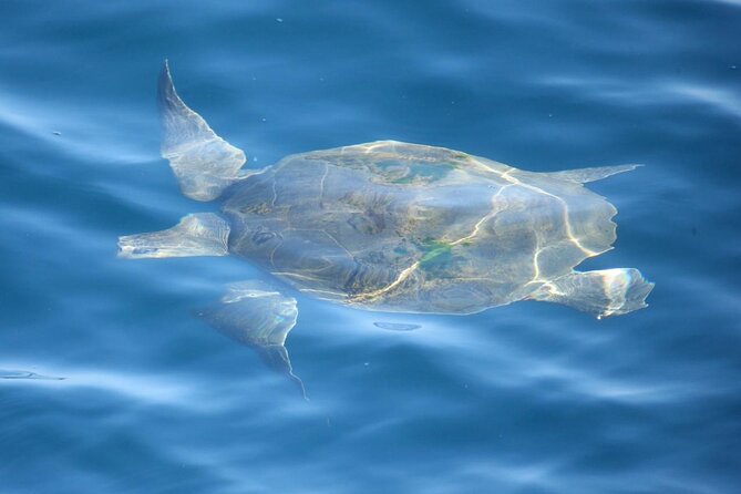19 Best Whale Watching Experiences In Galle