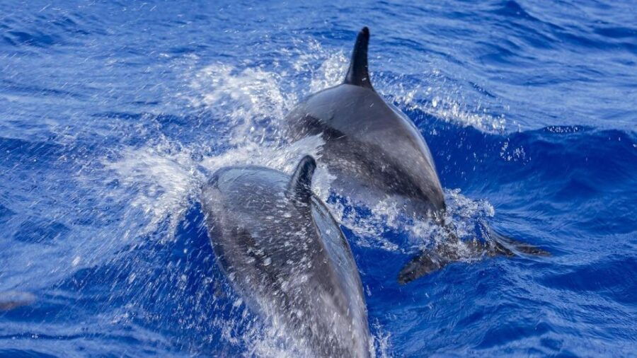 Whale Watching One Day Trip From Colombo, Bentota - Good To Know