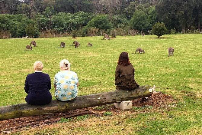 Wild Wombat and Kangaroo Day Tour - Good To Know
