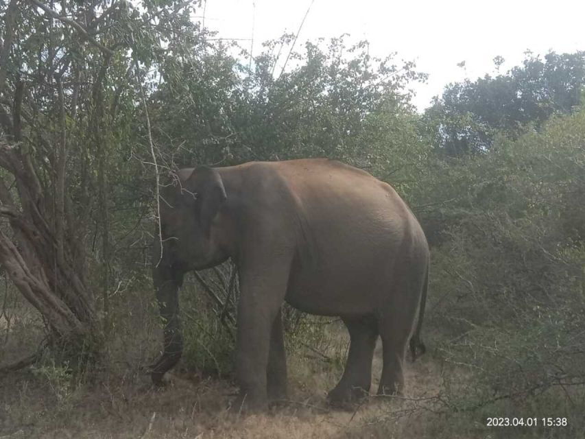 4 Best Safari Tours In Southern Province Sri Lanka
