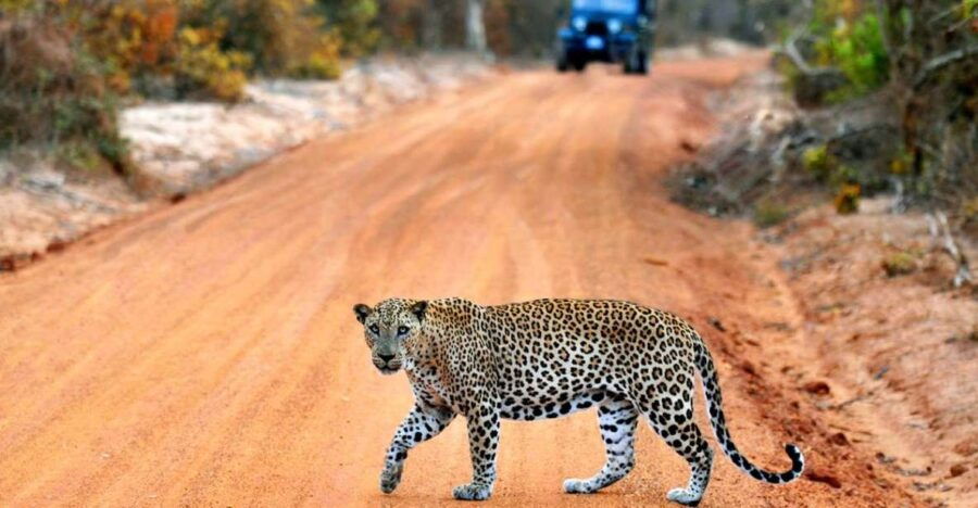 Yala: National Park Safari Private All-Inclusive Day Trip - Good To Know