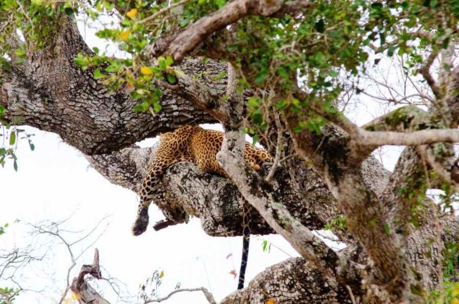 Yala National Park With Safari Jeep & Entrance Tickets - Good To Know