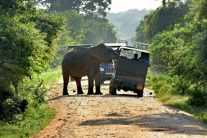 Yala Safari Tours
