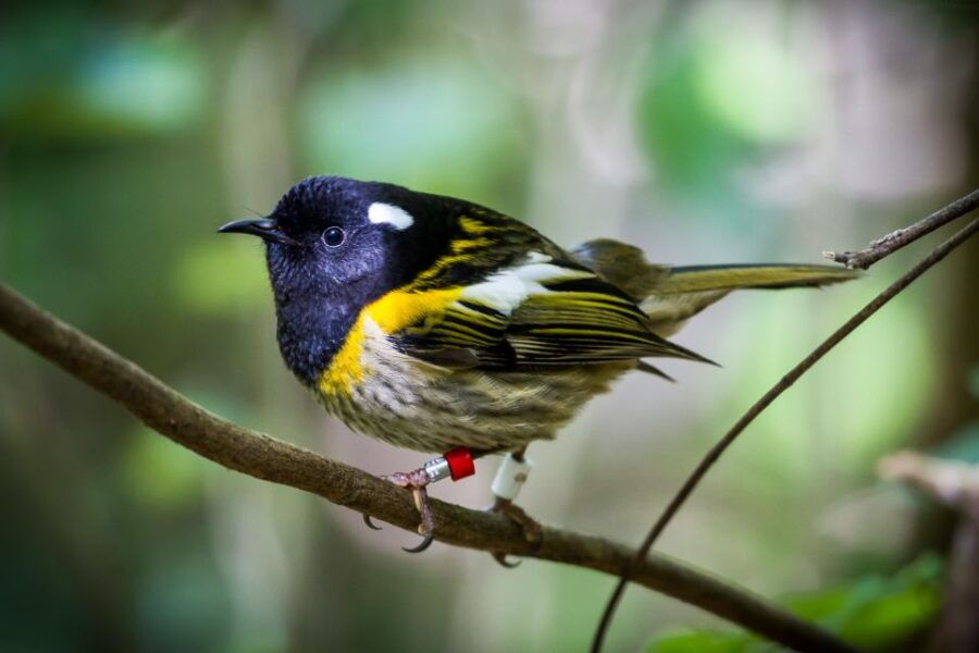 Zealandia by Day Tour - Good To Know