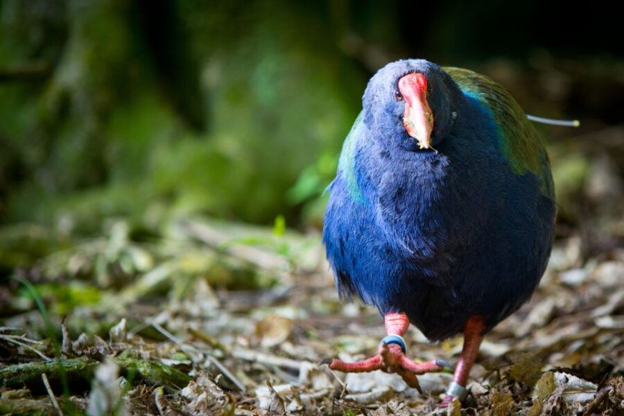 Zealandia Twilight Ecosanctuary Tour - Good To Know